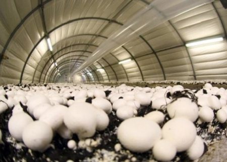 معافیت تولیدکنندگان کمپوست قارچ خوراکی از پرداخت مالیات