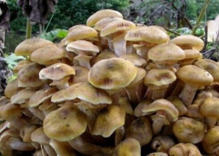 افزایش مسمومیت با قارچ های سمی در فصل بهار