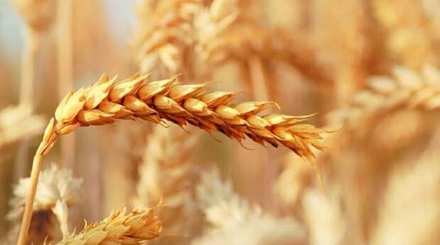 امیدواریم امسال ۵.۵ میلیون تن خرید گندم داشته باشیم