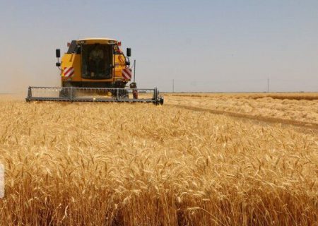 پیش بینی برداشت ۲۴۴ هزارتن گندم در استان تهران