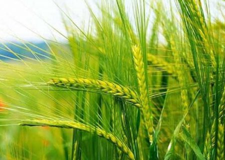 مطالبات کشاورزان استان تهران به‌زودی پرداخت می‌شود/ خرید تضمینی ۹۳ هزار تن گندم در پایتخت