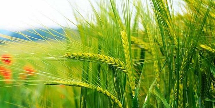 مطالبات کشاورزان استان تهران به‌زودی پرداخت می‌شود/ خرید تضمینی ۹۳ هزار تن گندم در پایتخت