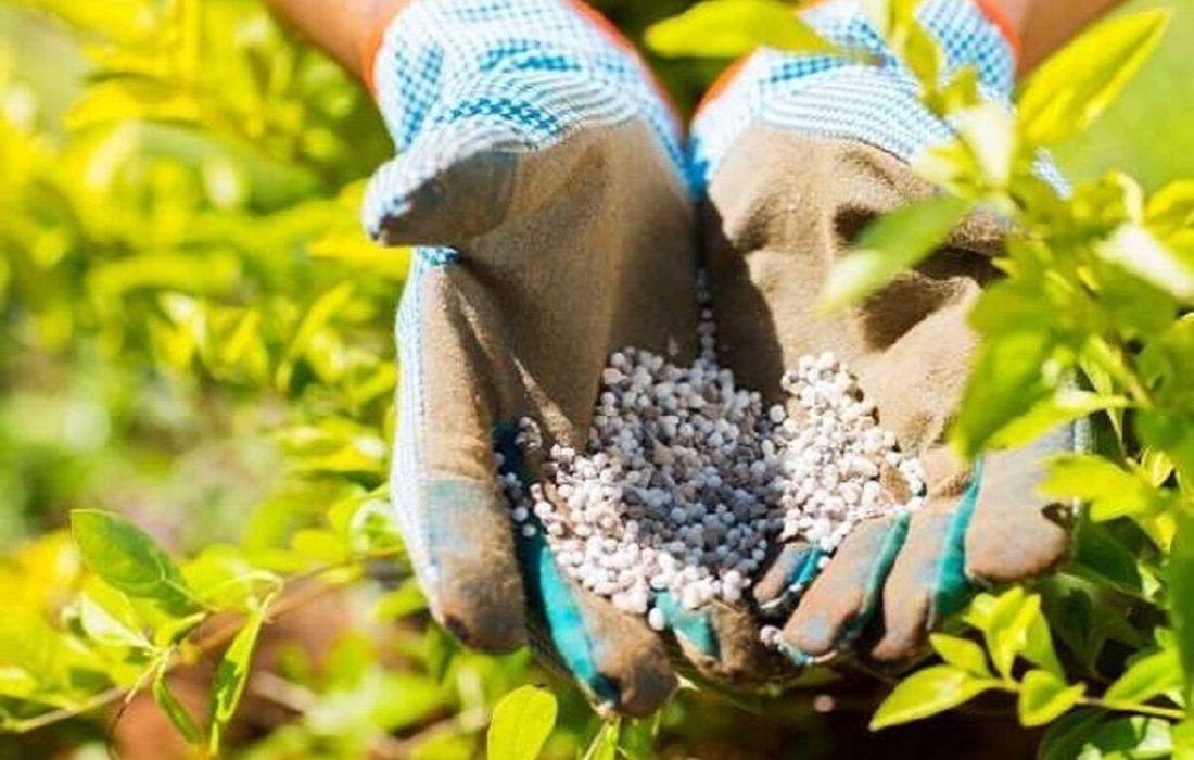 افزایش ۳۸ درصدی تامین کودهای شیمیایی کشاورزان استان تهران