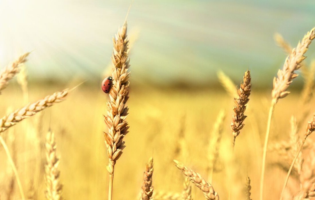 بیش از ۱۰۰ هزار تن گندم از کشاورزان استان تهران خریداری شد