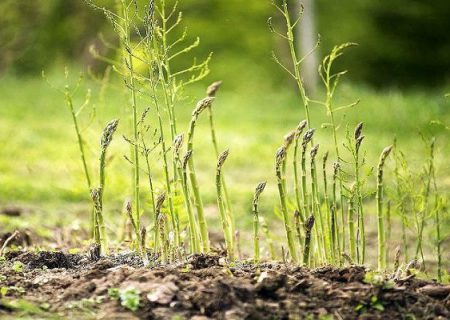 برداشت گیاهان بوته‌ای مقاوم با بهره‌مندی از فناوری بذر هیبری