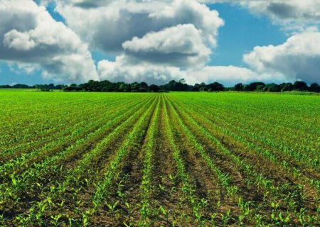 تولید سالانه یک میلیون و ۲۰۰ هزار تن انواع محصولات کشاورزی در شهرستان ری
