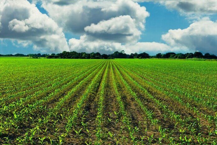 تولید سالانه یک میلیون و ۲۰۰ هزار تن انواع محصولات کشاورزی در شهرستان ری
